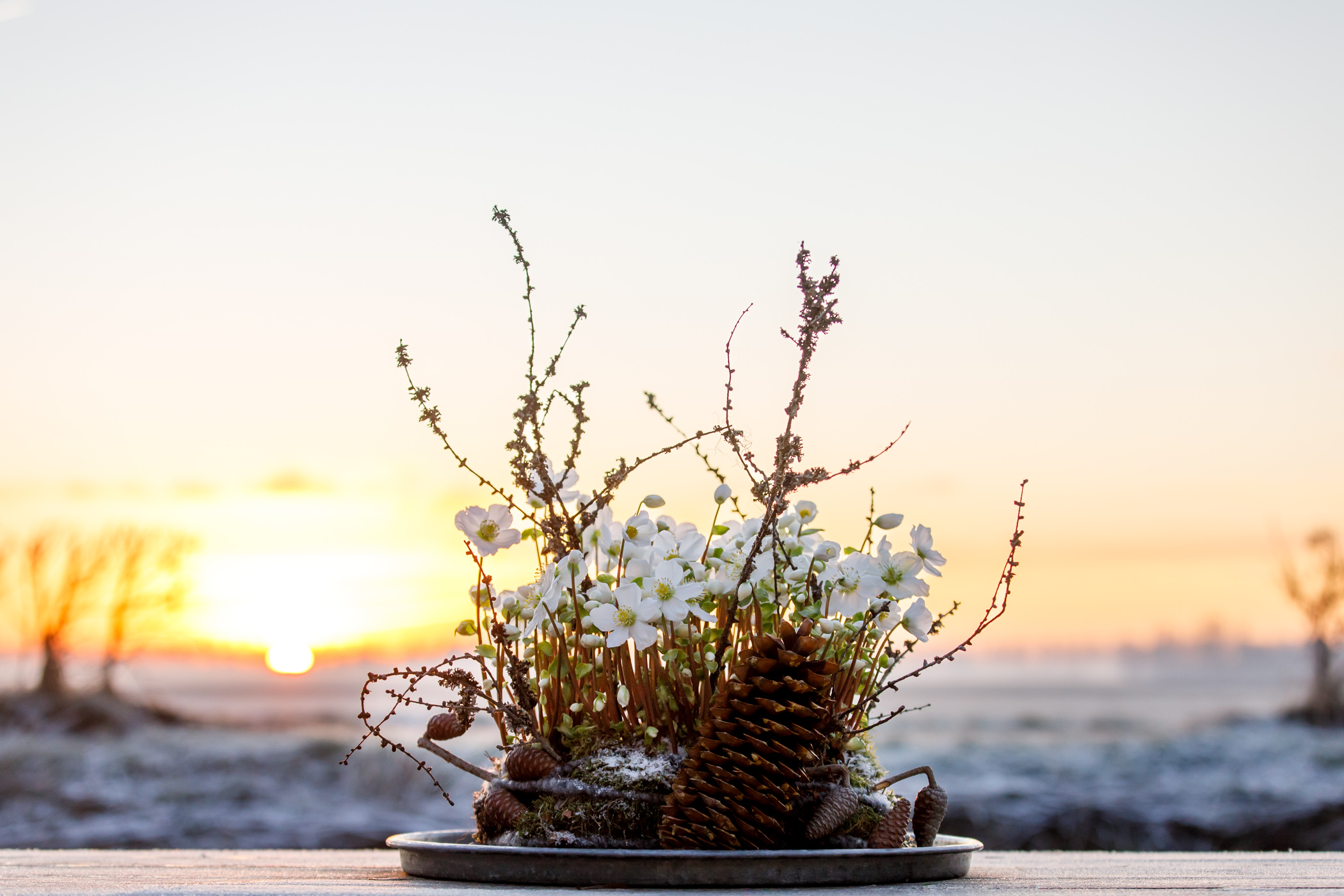 Pop-up store Winter Atelier & creatieve workshop “Magic Beauty” bij Kwekerij Verboom in Zevenhuizen