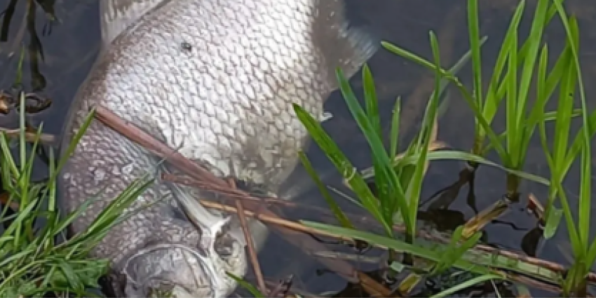 Oproep: Meld dode vissen en watervogels in Zuidplas